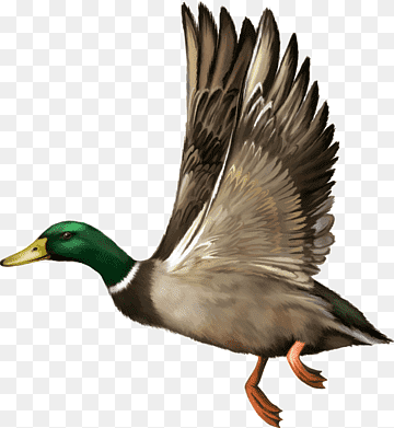 Mallard Duck Flight Bald Eagle, Domestic ducks, animals, wings, fauna png thumbnail