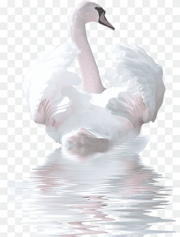 Cygnini Bird Watercolor painting, swan, animals, vertebrate, painting png thumbnail