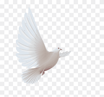 flying dove, Homing pigeon Bird Columbidae Icon, pigeon, animals, cygnini, feather png thumbnail