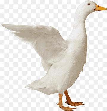 American Pekin Duck Goose, Goose, image File Formats, animals, fauna png thumbnail