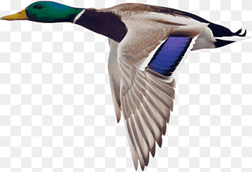 Mallard Duck Goose Bird Hunting, goose, animals, fauna, animal png thumbnail
