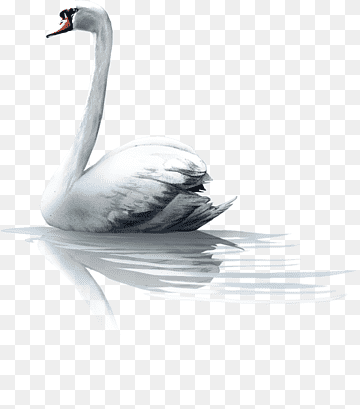Cygnini Bird The Ugly Duckling Animal, Bird, white, animals, animal png thumbnail