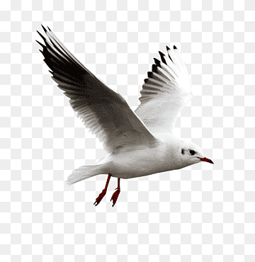 Bird Gulls European Herring Gull, gull, animals, fauna, bird png thumbnail