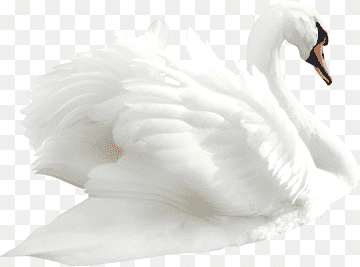 Cygnini Duck Bird, swan, white, animals, computer Program png thumbnail