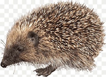 erizo europeo, erizo, mamífero, animales, Sonic el erizo png thumbnail