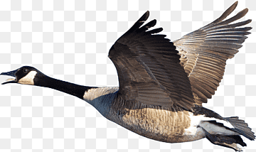 Bird Canada Goose Duck Cygnini, goose, animals, canada, fauna png thumbnail