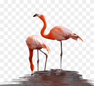 Water bird Flamingo Reptile, flamingo, animals, fauna, bird png thumbnail