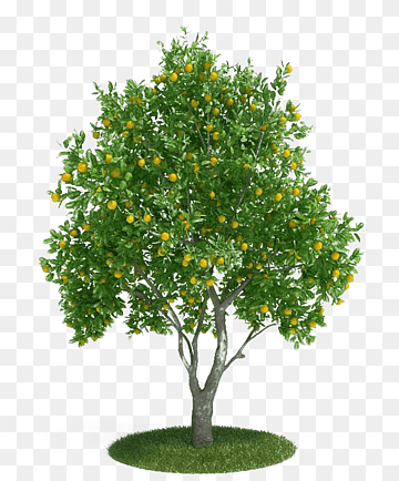 lemon tree illustration, Citrus × sinensis Tangerine 3D modeling 3D computer graphics, A large orange tree trees, 3D Computer Graphics, tree Branch, orange png thumbnail
