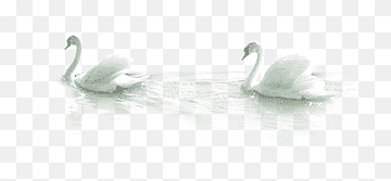 Mute swan Bird Duck, Two swans, white, animals, vertebrate png thumbnail