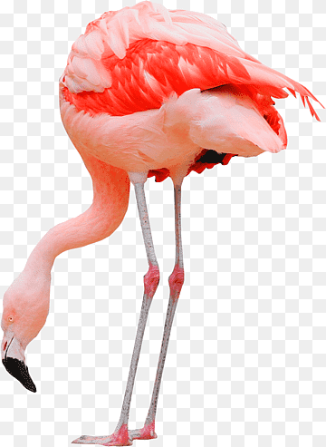 Water bird Greater flamingo Pelican Ardea, flamingo, animals, animal, bird png thumbnail