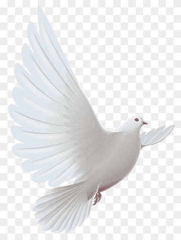 Columbidae Bird Domestic pigeon, Dove, fauna, release Dove, feather png thumbnail