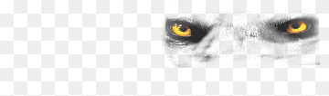 Owl Eye Beak Snout, wolf eyes, eye, closeup, organ png thumbnail