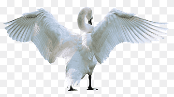 Swan, Swan, animals, presentation, fauna png thumbnail
