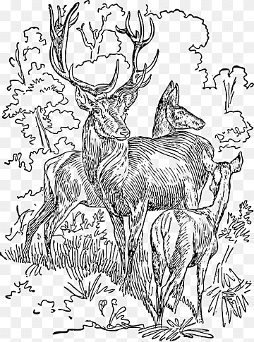 White-tailed deer Red deer Reindeer Moose, deer, antler, mammal, animals png thumbnail