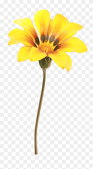 Flower graphy Yellow, orange flower, sunflower, plant Stem, flower png thumbnail
