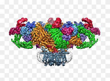 Max planck instituto de fisiología molecular receptor de rianodina microscopía electrónica criogénica membrana proteína estructura de la estructura, microscopía electrónica criogénica, partícula, flor, Fruta png thumbnail