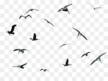 Gulls Bird migration Pelican Cygnini, Bird, animals, fauna, bird png thumbnail