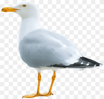 Gulls, Gull, animals, fauna, bird png thumbnail