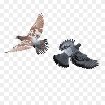 Rock dove Columbidae Bird, pigeon, television, animals, fauna png thumbnail