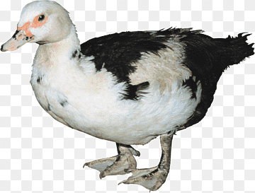 Bird Domestic duck Cygnini Hamster, duck, white, animals, color png thumbnail
