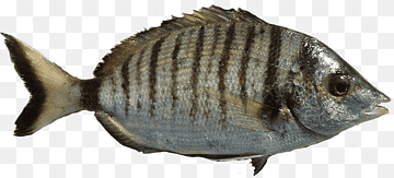 Sheephead bream Annular seabream Sargo Tilapia Saddled seabream, Fishing, seafood, fauna, fish Products png thumbnail