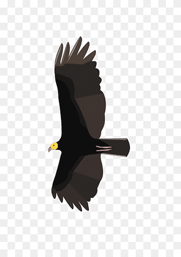 ave de presa buitre de pavo buitre de cabeza amarilla mayor buitre de cabeza amarilla, ave, animales, mano, Águila calva png thumbnail