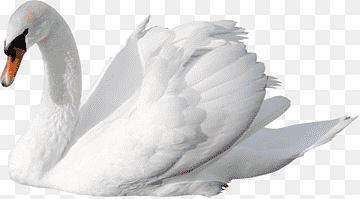 Cygnini, cisne, fauna, sticker, desktop Wallpaper png thumbnail