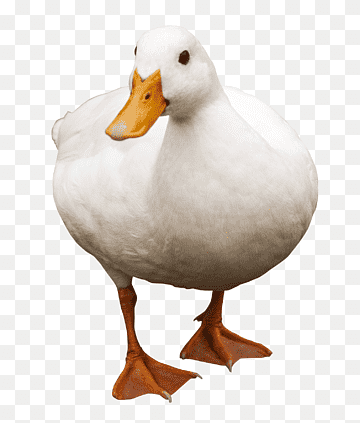 white swan, Duck American Pekin, Duck, fauna, bird, american Pekin png thumbnail