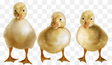 Ducks, Ducklings, Water Bird, Birds, Duck, png thumbnail
