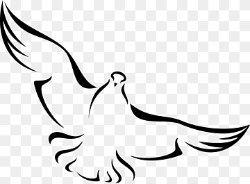 Columbidae Rock dove Homing pigeon Doves as symbols, Bird, white, animals, hand png thumbnail