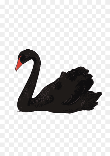 Black swan, Black swan, animals, cygnini, bird png thumbnail