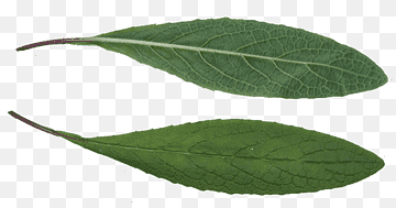 Leaf Texture mapping Computer Icons 3D computer graphics, grass pattern, 3D datamaskin grafikk, murstein, Datamaskinikoner png thumbnail