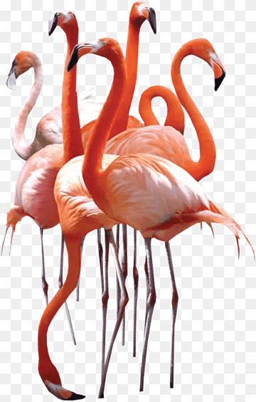 Water bird Greater flamingo African sacred ibis, Bird, animals, vertebrate, greater Flamingo png thumbnail