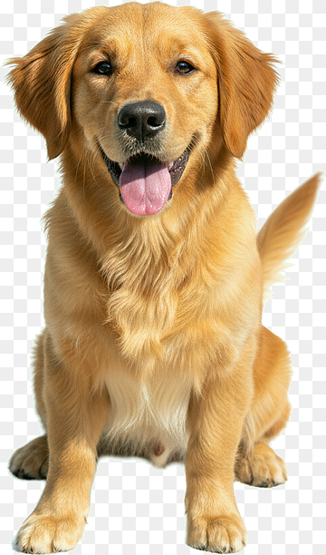 Perro joven golden retriever con una expresión juguetona sentada, png thumbnail
