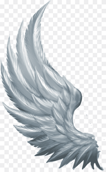 Water bird Runes Beak Feather, Bird, animals, payment, copyright png thumbnail