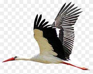 Bird Icon, Stork, animals, fauna, flight png thumbnail