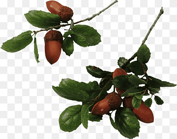 quercus hemisphaerica quercus laurifolia sureño roble vivo bellota, pb sindhu, comida, hoja, rama png thumbnail