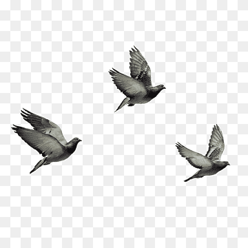 three gray pigeons illustration, Bird Columbidae Domestic pigeon, pigeon, animals, fauna, disney Princess png thumbnail