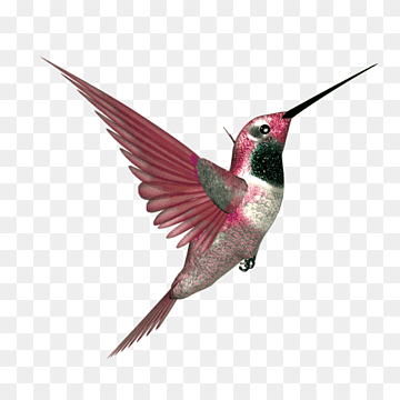 long-beaked pink and silver bird, Hummingbird Beak Blog Feather, humming bird, animals, fauna, transport png thumbnail
