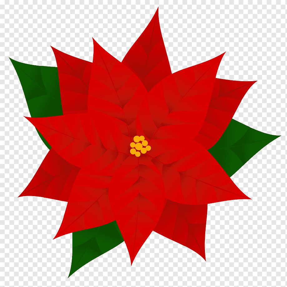 Flor de poinsétia vermelha, Natal de poinsétia, poinsétia, folha, simetria,  decoração de natal png | PNGWing