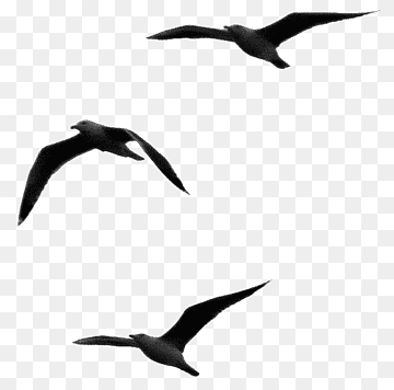 Respect Sentence Gulls Word Opinion, pajaro, love, text, friendship png thumbnail