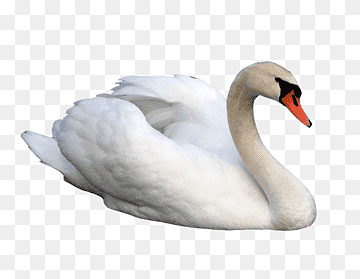 Cygnini Hamsa, Beautiful swan, white, animals, fauna png thumbnail