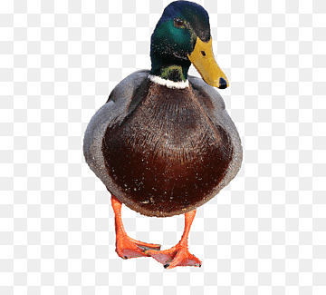 Duck Mallard Goose Bird American Pekin, goose, animals, rubber Duck, water Bird png thumbnail
