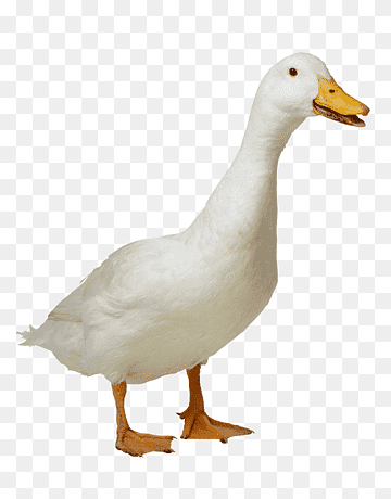 Duck American Pekin Goose, duck, animals, fauna, sticker png thumbnail