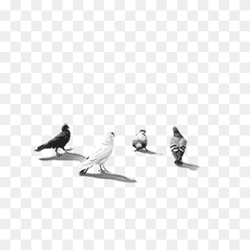 Rock dove Columbidae PIGEON CORPORATION, pigeon, animals, doves As Symbols, bird png thumbnail