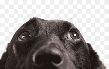 servicio de cuidado de mascotas perro sentado veterinario animal, cuidado de mascotas, mascota, perro como mamífero, raza canina png thumbnail