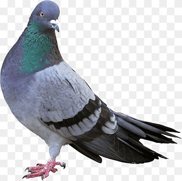 Columbidae Bird control Racing Homer Feral pigeon, Bird, animals, fauna, pest Control png thumbnail