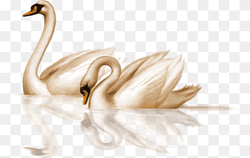 Black swan Bird Goose, Golden Swan, golden Frame, animals, bird png thumbnail