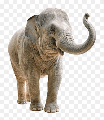 Colmillo de elefante africano lightbot, ocre, mamífero, animales, fauna silvestre png thumbnail