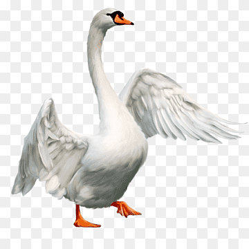 Mute swan Bird Goose, Domesticated goose, animals, fauna, domestic png thumbnail